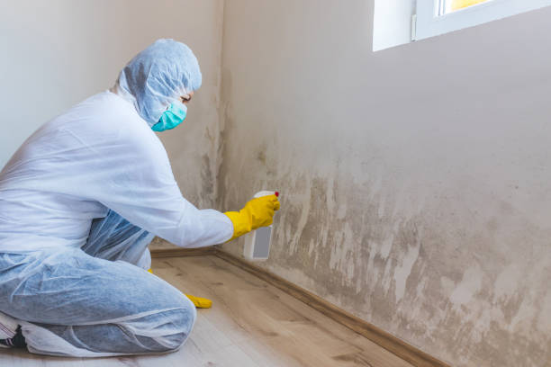 Mold Remediation specialist working in Patchogue