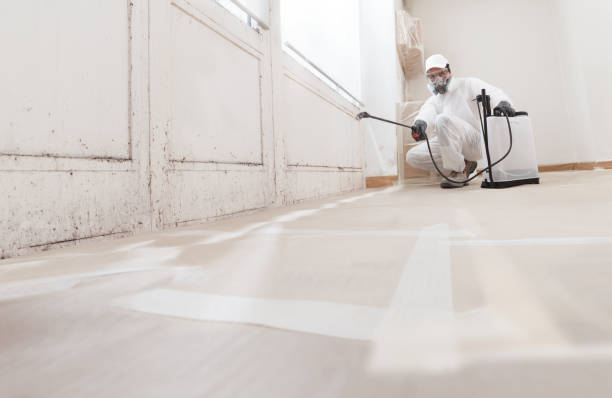 Black mold remediation team in Patchogue